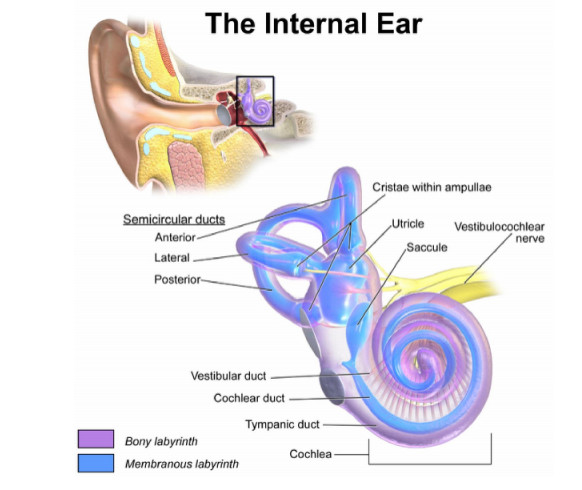 Hình ảnh minh họa cấu trúc xoắn ốc của ốc tai
